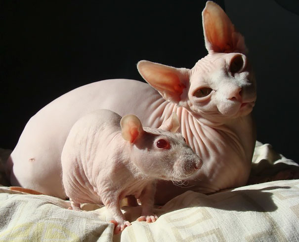 20 животных, которые могли бы быть братьями, если бы не относились к разным видам животные разного вида с одинаковой расцветкой, животные братья