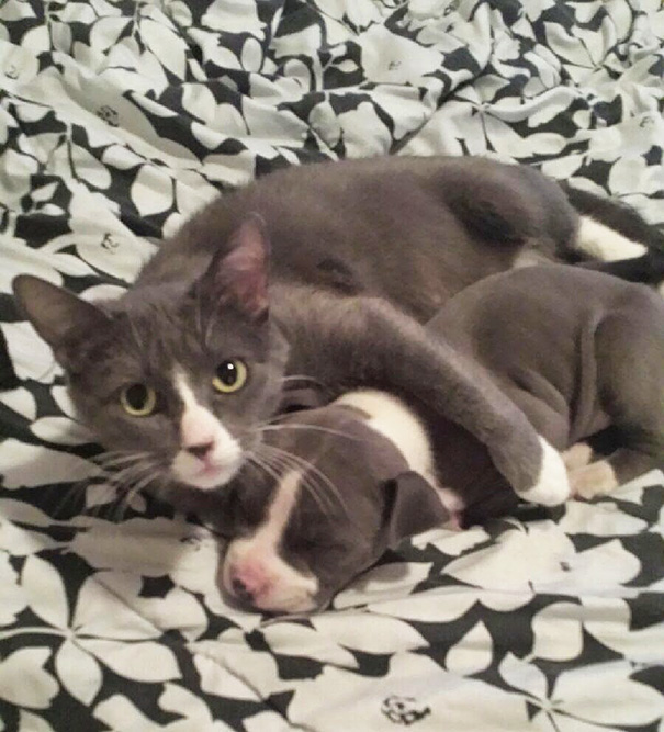 20 животных, которые могли бы быть братьями, если бы не относились к разным видам животные разного вида с одинаковой расцветкой, животные братья