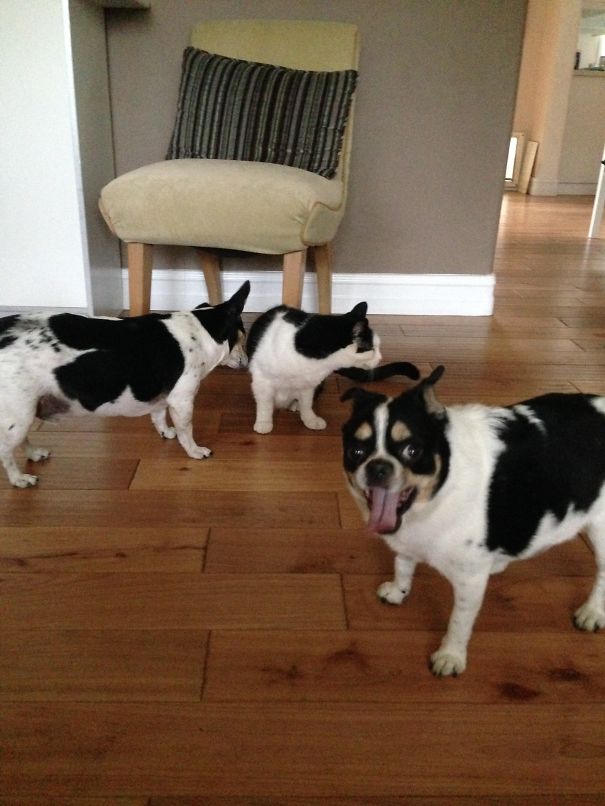 20 животных, которые могли бы быть братьями, если бы не относились к разным видам животные разного вида с одинаковой расцветкой, животные братья