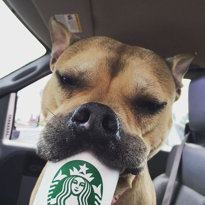 Этих собак из приюта возят в Страбакс, собачий кофе, Puppuccino