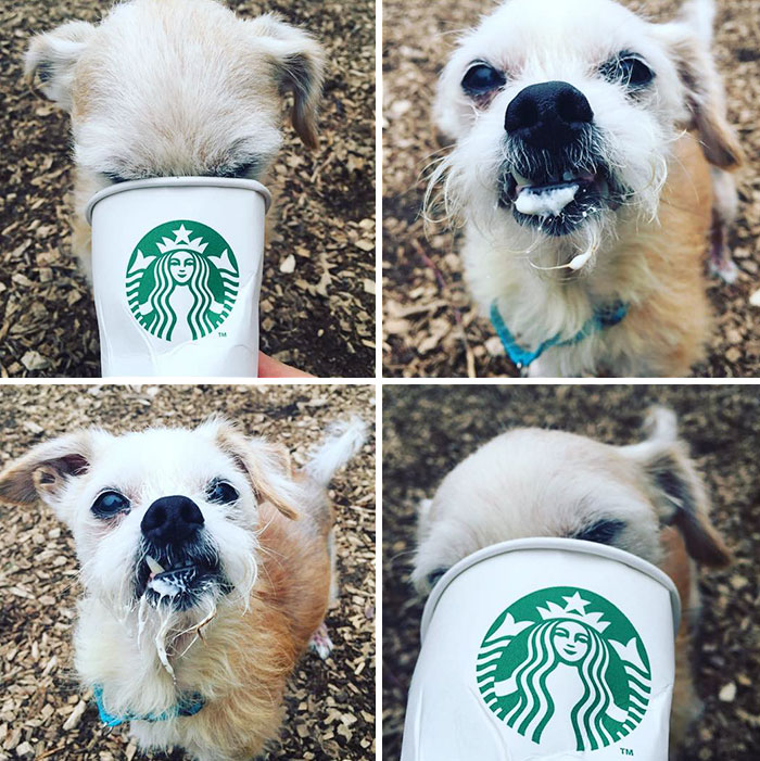 Этих собак из приюта возят в Страбакс, собачий кофе, Puppuccino