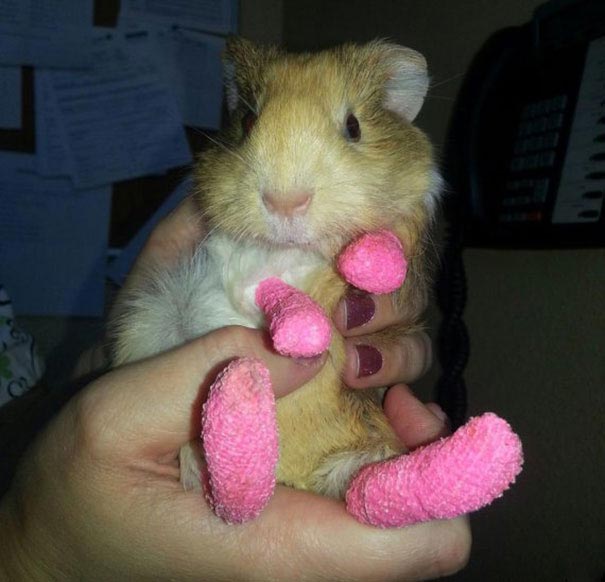 животные с гипсами, маленькие животные с гипсами, хомячок в гипсе, ежик в гипсе