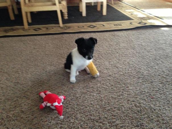 животные с гипсами, маленькие животные с гипсами, хомячок в гипсе, ежик в гипсе