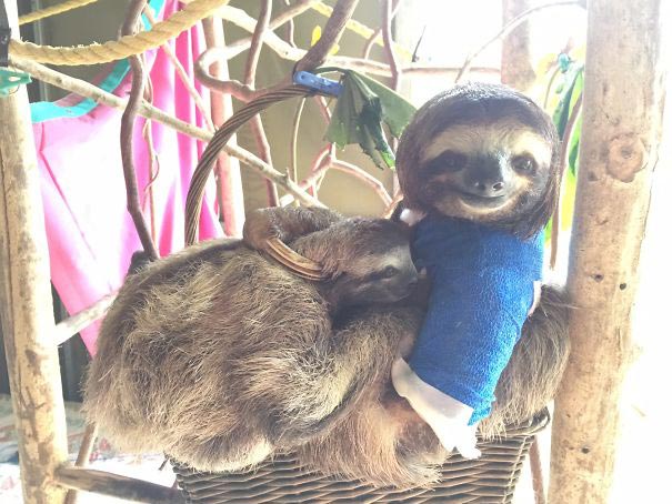 животные с гипсами, маленькие животные с гипсами, хомячок в гипсе, ежик в гипсе