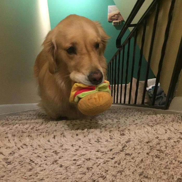 Каждый вечер эта собака выбирает конкретную игрушку, с которой она будет спать собака выбирает игрушку для сна, каждый вечер собака несет игрушку в постель