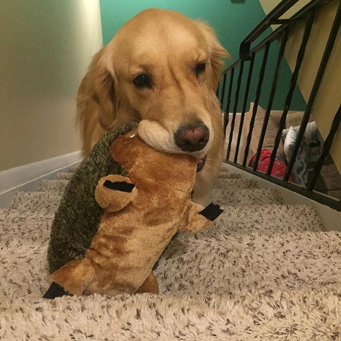 Каждый вечер эта собака выбирает конкретную игрушку, с которой она будет спать собака выбирает игрушку для сна, каждый вечер собака несет игрушку в постель