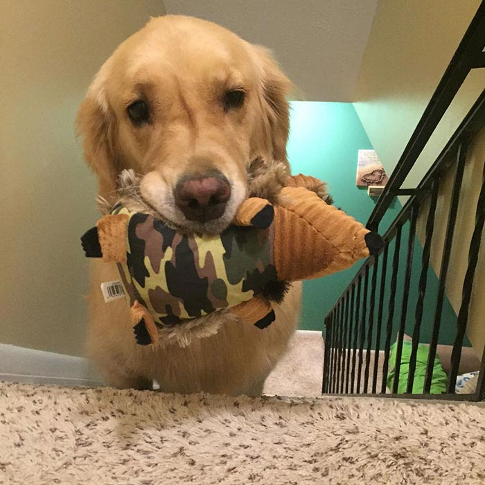 Каждый вечер эта собака выбирает конкретную игрушку, с которой она будет спать собака выбирает игрушку для сна, каждый вечер собака несет игрушку в постель