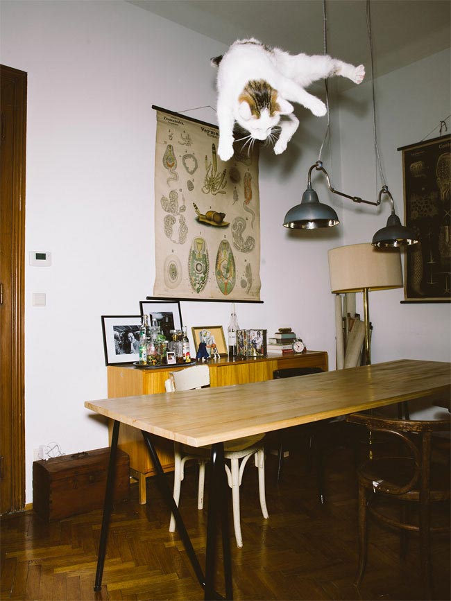 Летающие коты, эпичные прыжки кошачьих, кошки сфотографированные во время прыжка