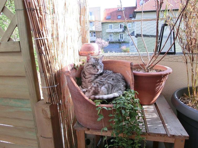 найди кота на фото, найди кота Педро на фото