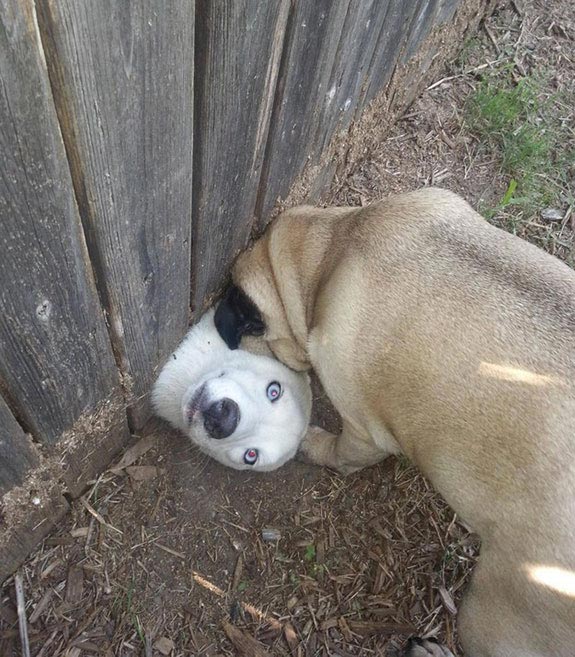 животные в смешных ситуациях, животные неловкие ситуации