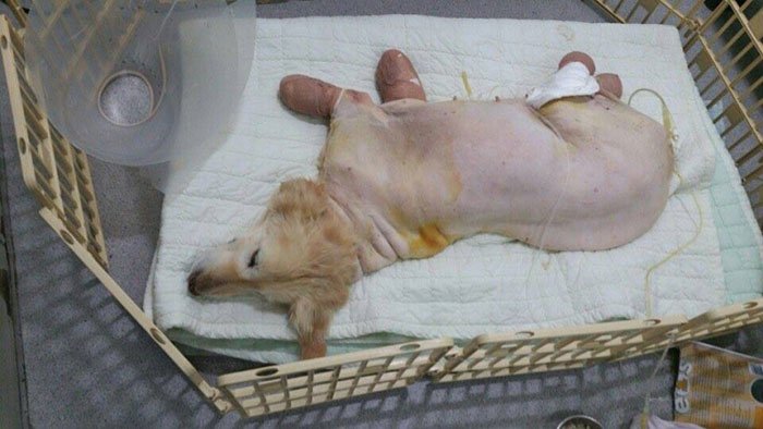 спасённая собака потерявшая 4 лапы, собака Чи Чи