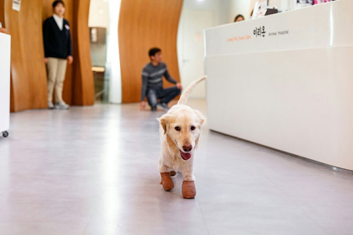 спасённая собака потерявшая 4 лапы, собака Чи Чи