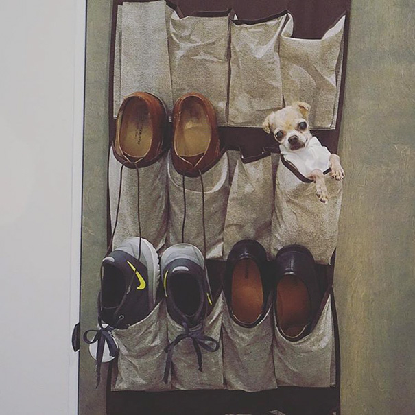 Мужчина забирает старых больных собак из приюта, старые собаки из приюта