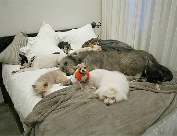 Мужчина забирает старых больных собак из приюта, старые собаки из приюта