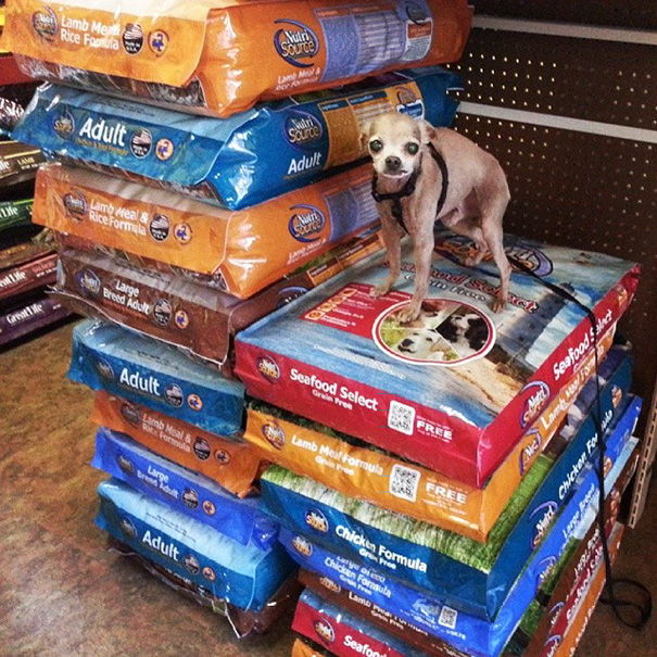 Мужчина забирает старых больных собак из приюта, старые собаки из приюта