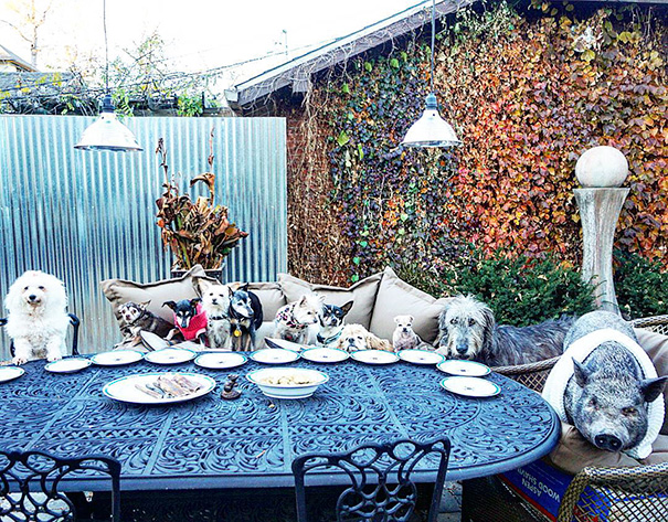 Мужчина забирает старых больных собак из приюта, старые собаки из приюта