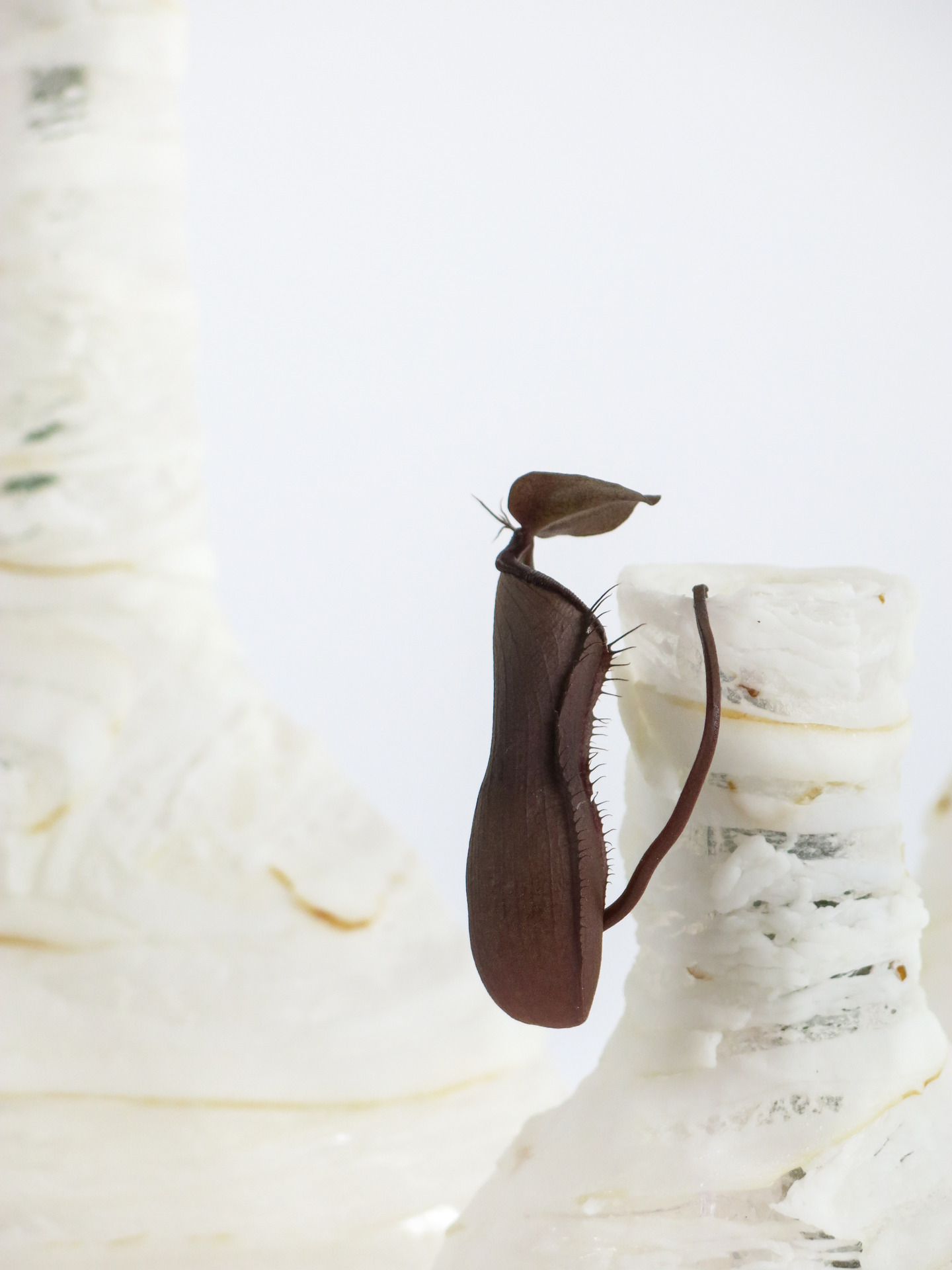 Лампы и вазы из выброшенного мяса, Исаак Монте