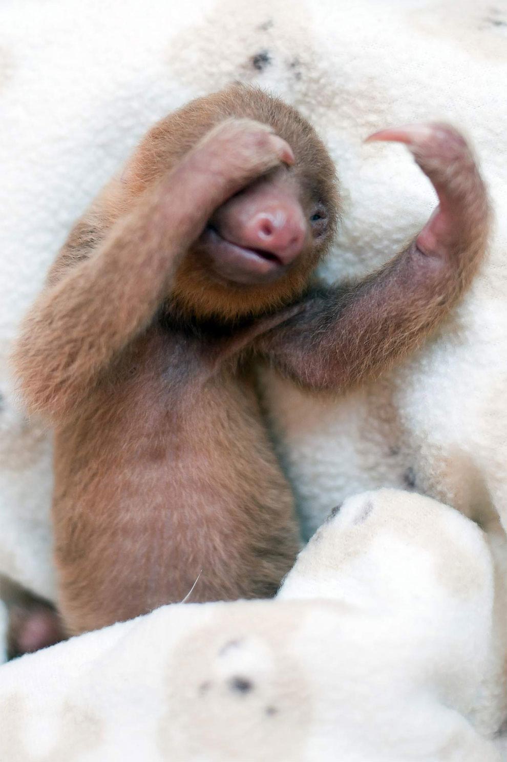 институт ленивцев, Сэм Трулл, Sam Trull, приют для маленьких ленивцев, маленькие ленивцы, фотографии маленьких ленивцев