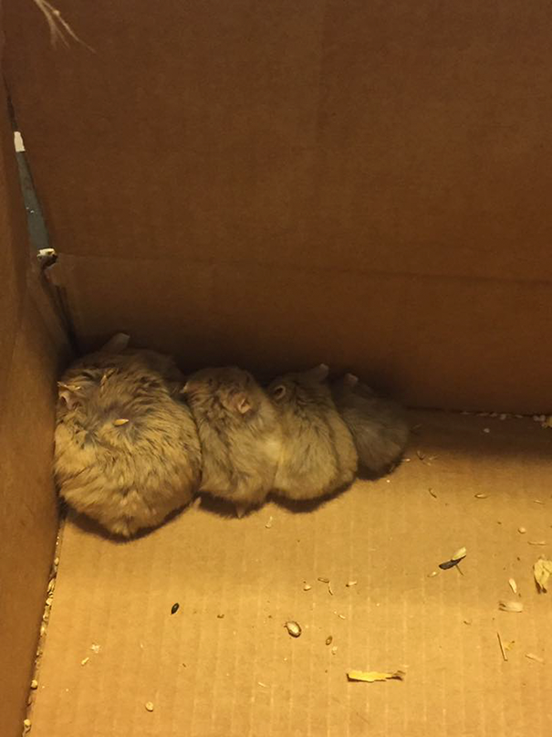 Pokemon Go, игроки в Pokemon Go спасли грызунов