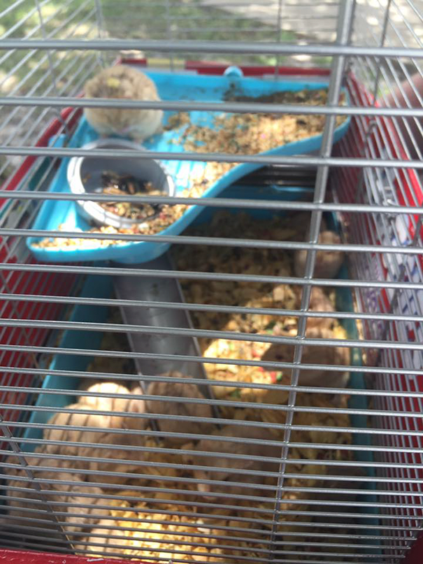 Pokemon Go, игроки в Pokemon Go спасли грызунов