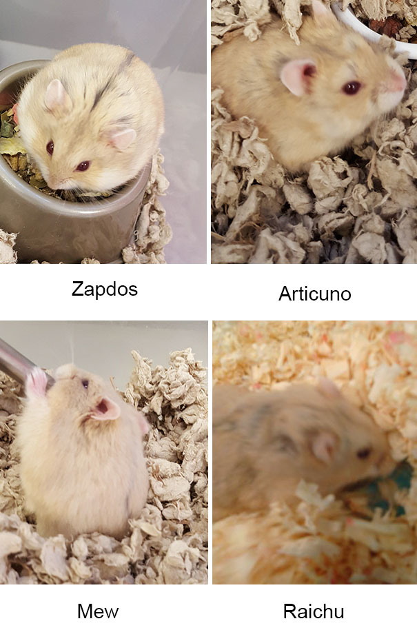 Pokemon Go, игроки в Pokemon Go спасли грызунов