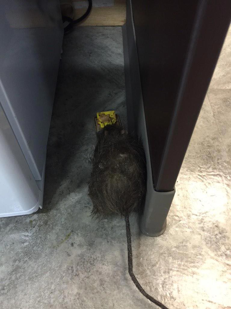 Самые жуткие и неожиданные и смешные розыгрыши, устроенные на Хэллоуин хэллоуиновские розыгрыши, розыгрыши на Хэллоуин, страшные розыгрыши, неожиданные розыгрыши