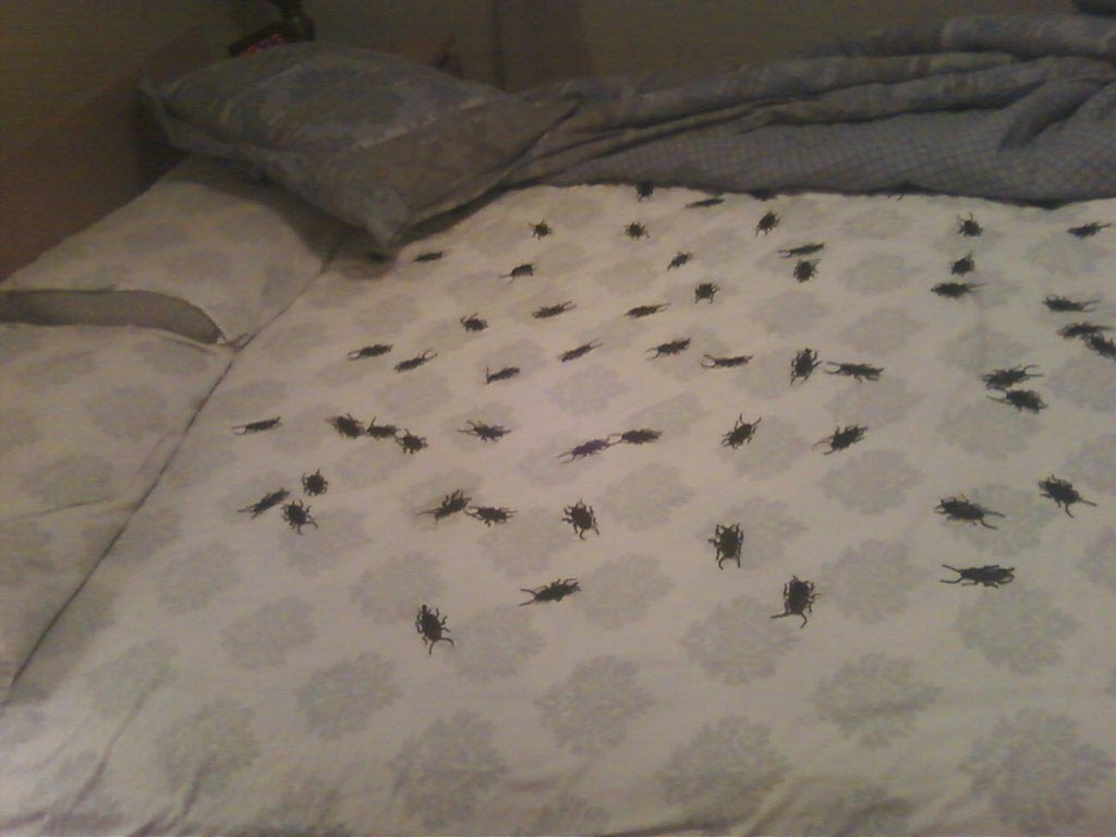 Жуки спят ночью. Следы от клопов на подушке. Следы клопов на постельном белье.