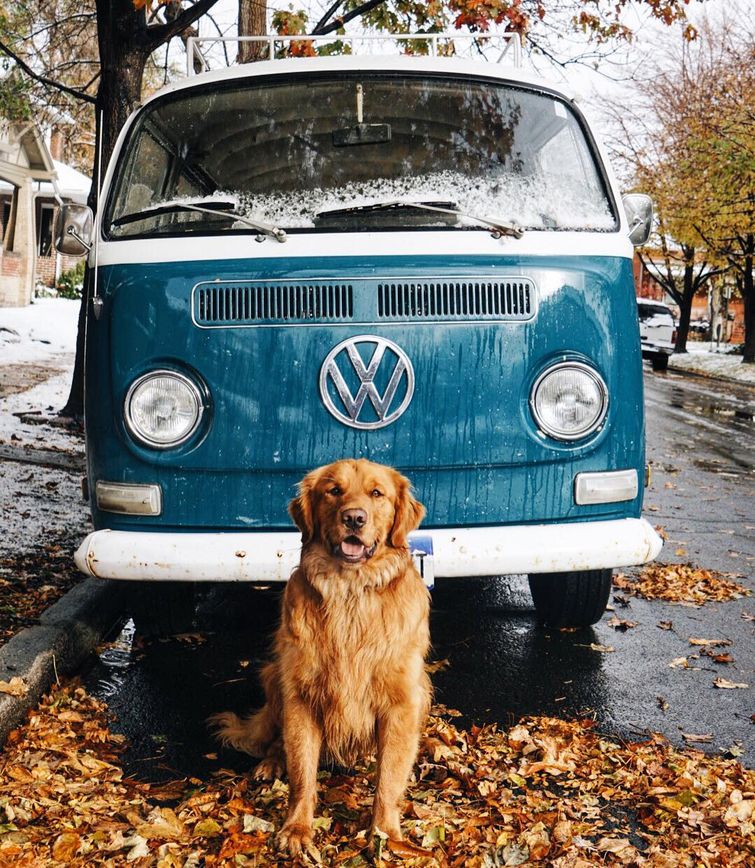 путешествия мужчины и его собаки, ретривер Аспен