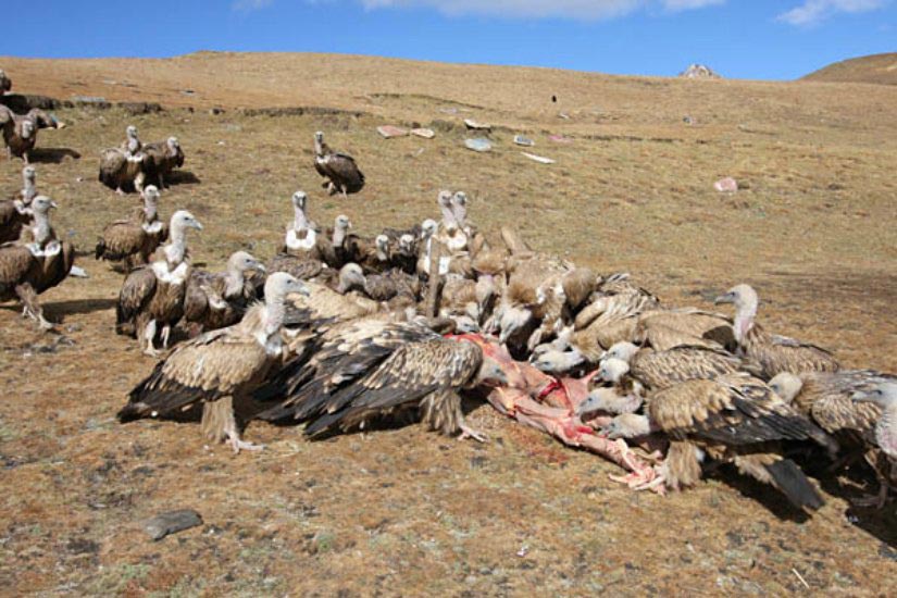 7 самых странных и пугающих похоронных обрядов мира странные похоронные обряды, пугающие похоронные традиции