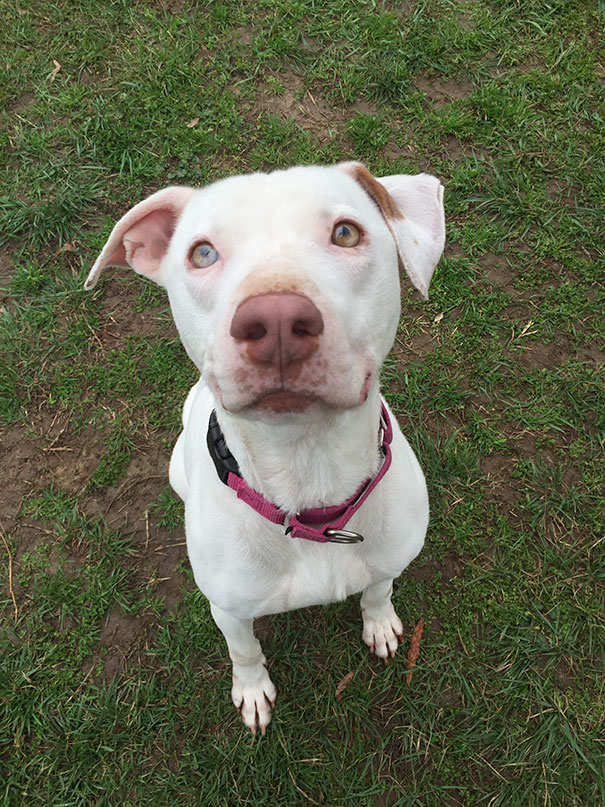 Брошенная собака не может перестать улыбаться, собака-улыбака