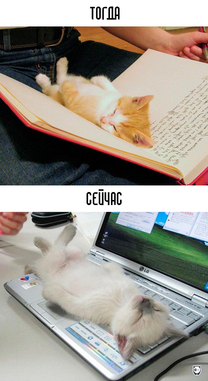 кошки и современные технологии, как технологии изменили жизнь кошек, кошки технологии тогда и сейчас