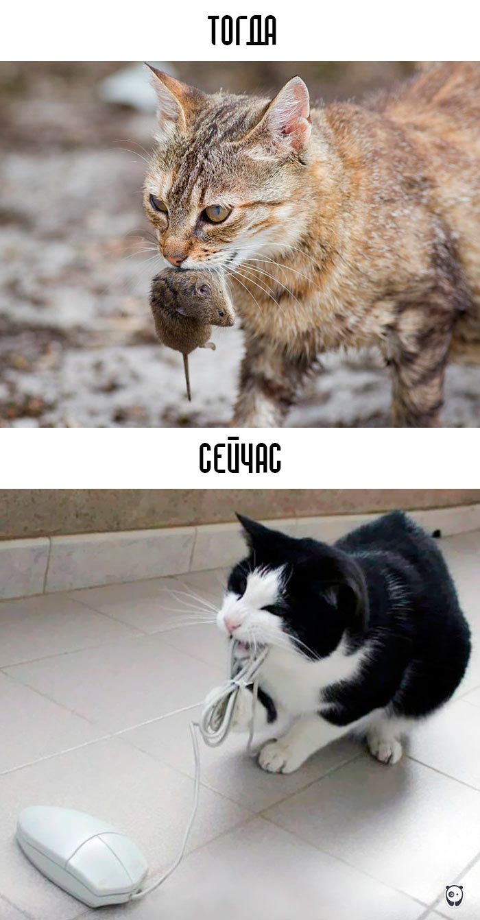 кошки и современные технологии, как технологии изменили жизнь кошек, кошки технологии тогда и сейчас