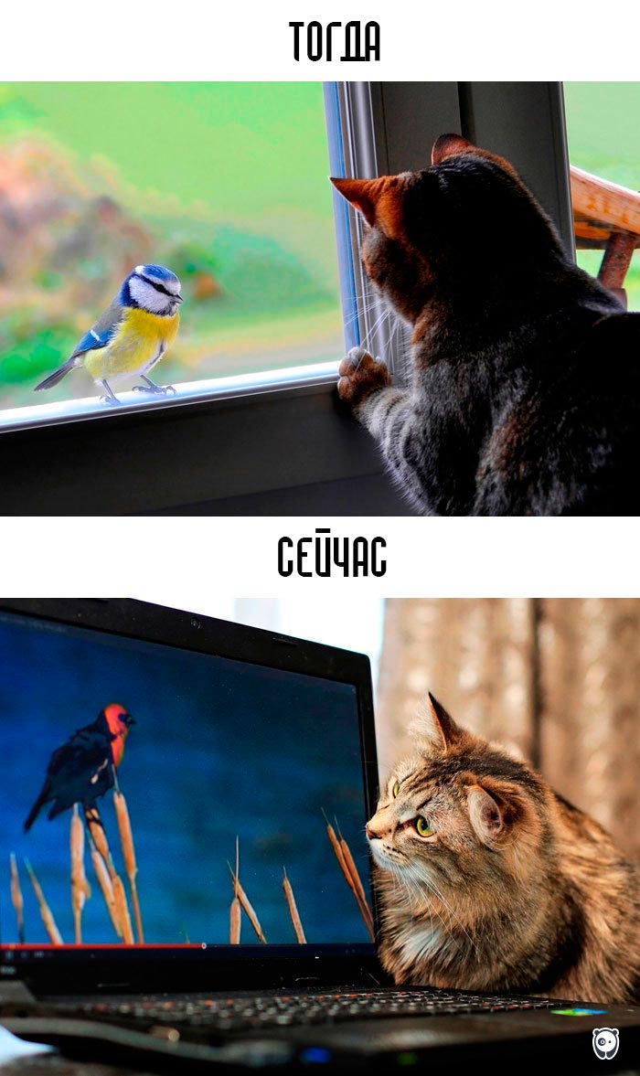 кошки и современные технологии, как технологии изменили жизнь кошек, кошки технологии тогда и сейчас