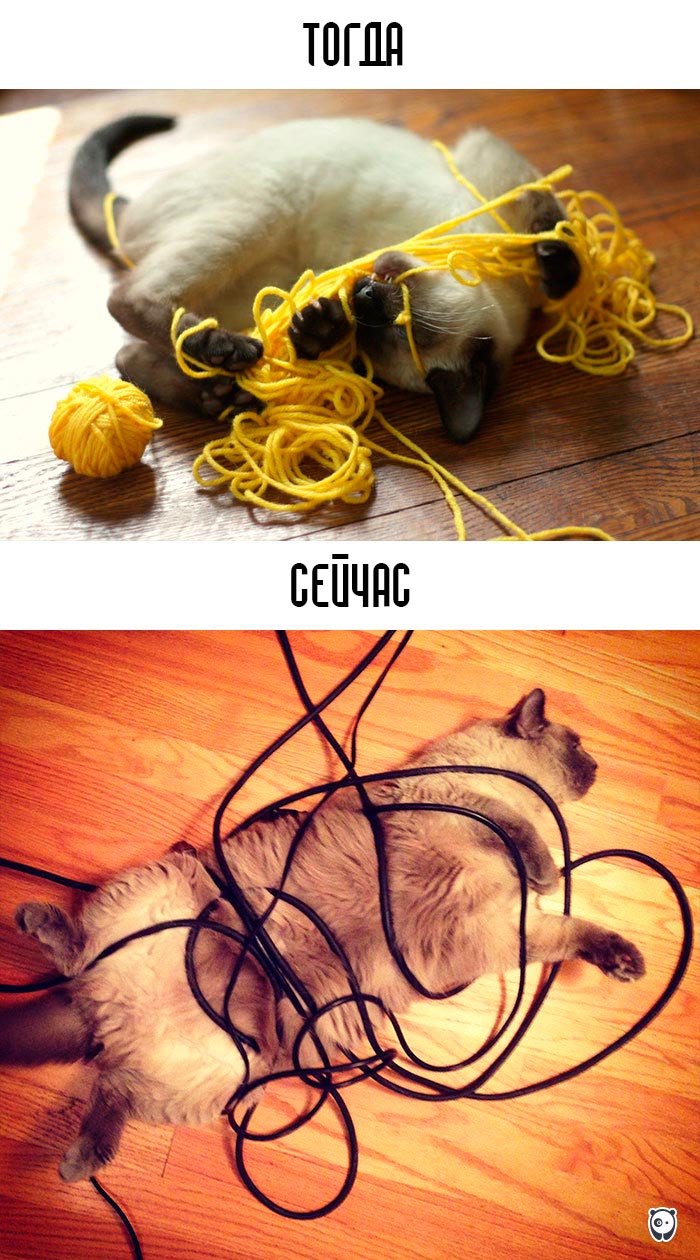 кошки и современные технологии, как технологии изменили жизнь кошек, кошки технологии тогда и сейчас