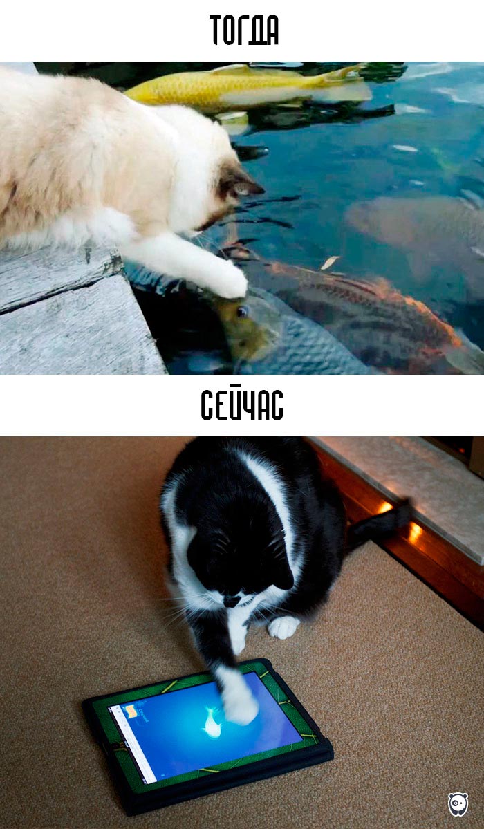 кошки и современные технологии, как технологии изменили жизнь кошек, кошки технологии тогда и сейчас