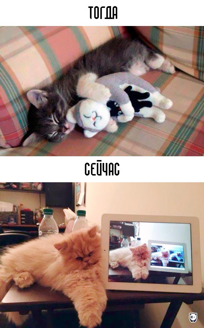 кошки и современные технологии, как технологии изменили жизнь кошек, кошки технологии тогда и сейчас