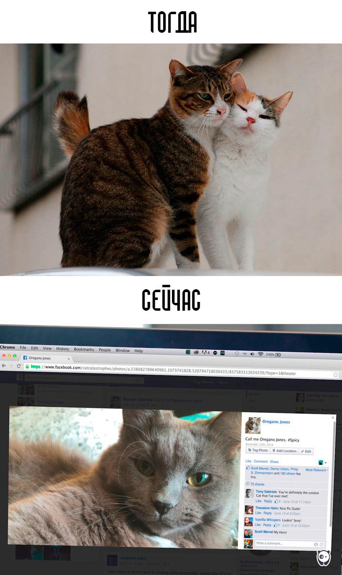 кошки и современные технологии, как технологии изменили жизнь кошек, кошки технологии тогда и сейчас