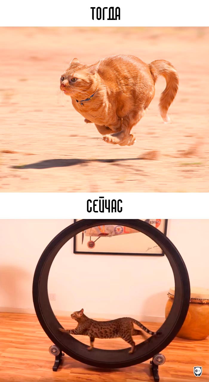 кошки и современные технологии, как технологии изменили жизнь кошек, кошки технологии тогда и сейчас