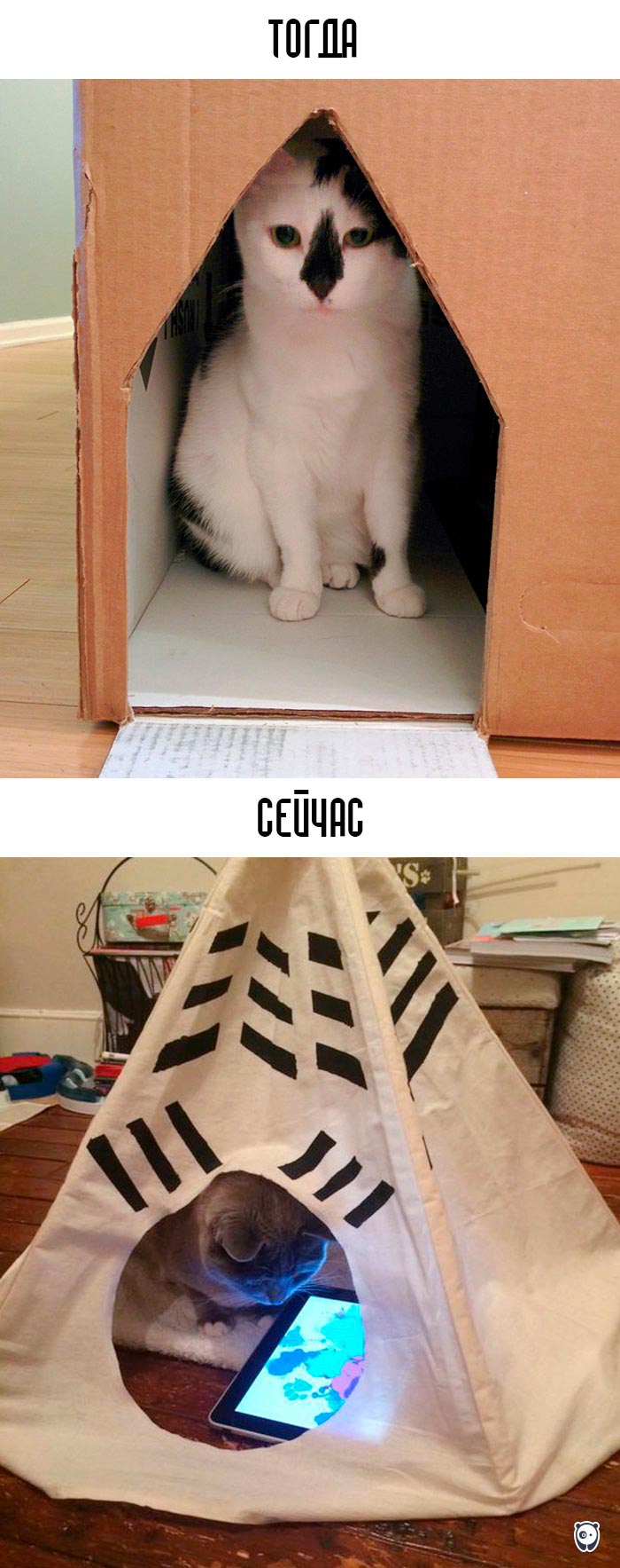 кошки и современные технологии, как технологии изменили жизнь кошек, кошки технологии тогда и сейчас