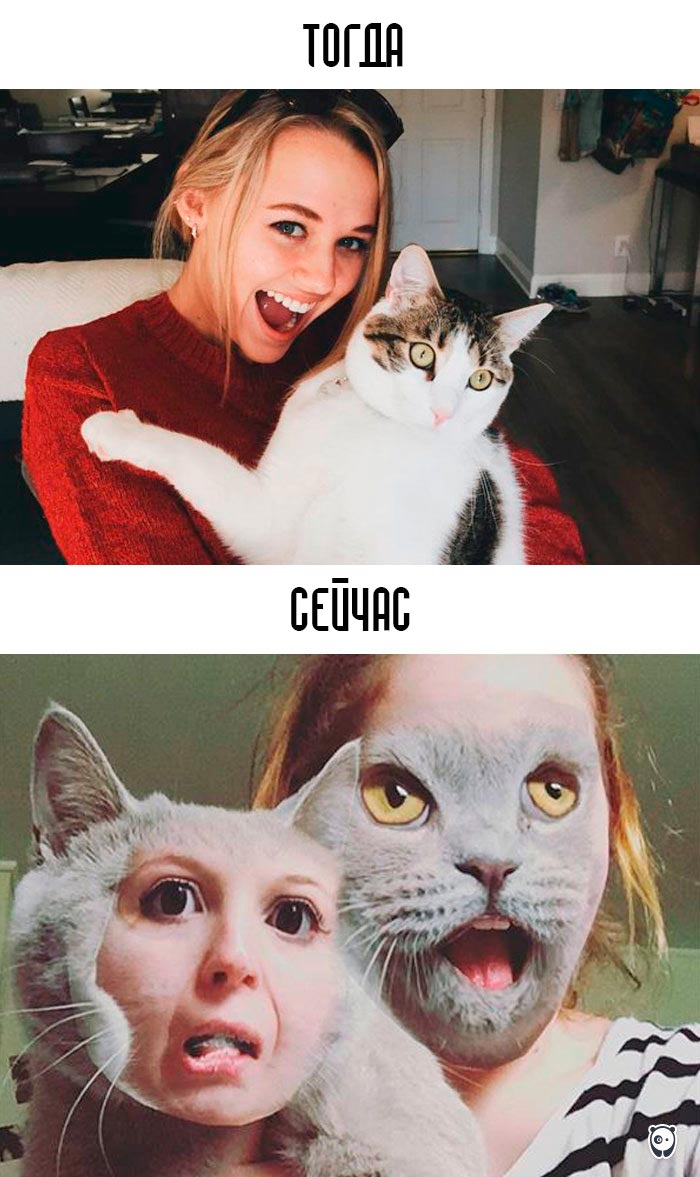 кошки и современные технологии, как технологии изменили жизнь кошек, кошки технологии тогда и сейчас