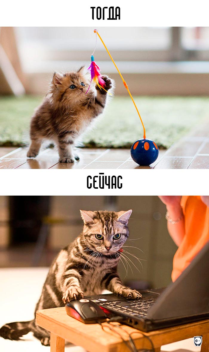 кошки и современные технологии, как технологии изменили жизнь кошек, кошки технологии тогда и сейчас