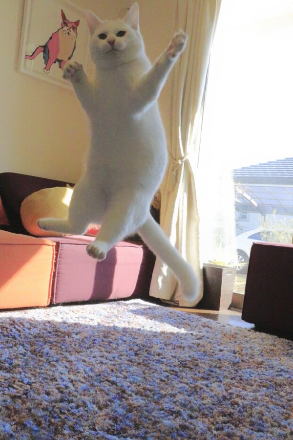 Японская кошка-балерина, кошка танцующая балет