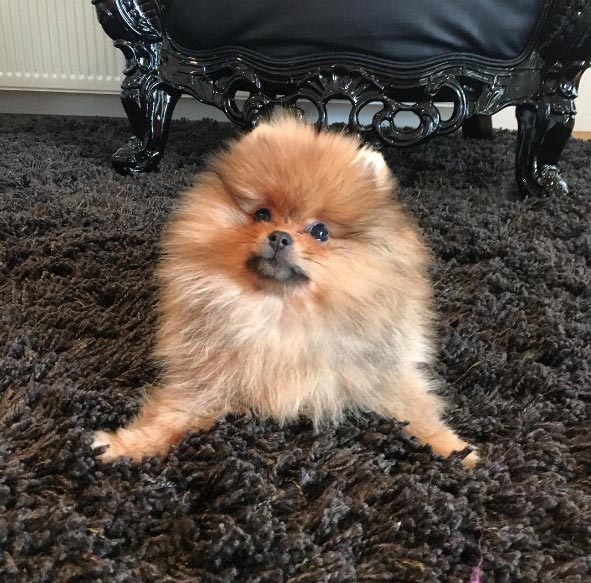 померанский шпиц Астерикс, померанский шпиц Хафтор Бьёрнссон, питомец Хафтор Бьёрнссон , собака Хафтора Бьёрнссона