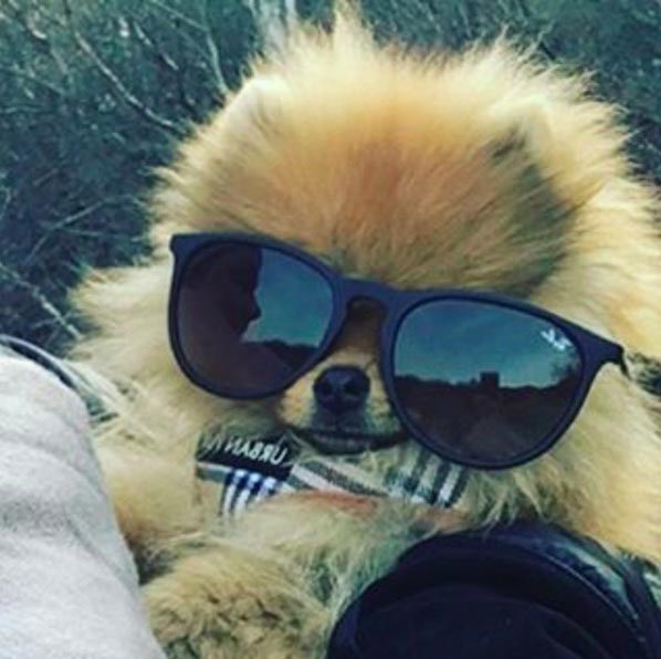 померанский шпиц Астерикс, померанский шпиц Хафтор Бьёрнссон, питомец Хафтор Бьёрнссон , собака Хафтора Бьёрнссона