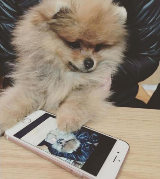 померанский шпиц Астерикс, померанский шпиц Хафтор Бьёрнссон, питомец Хафтор Бьёрнссон , собака Хафтора Бьёрнссона