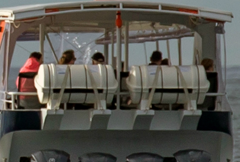 туристы пропустили кита смотрели не в ту сторону, искатели китов смотрели не в ту сторону,