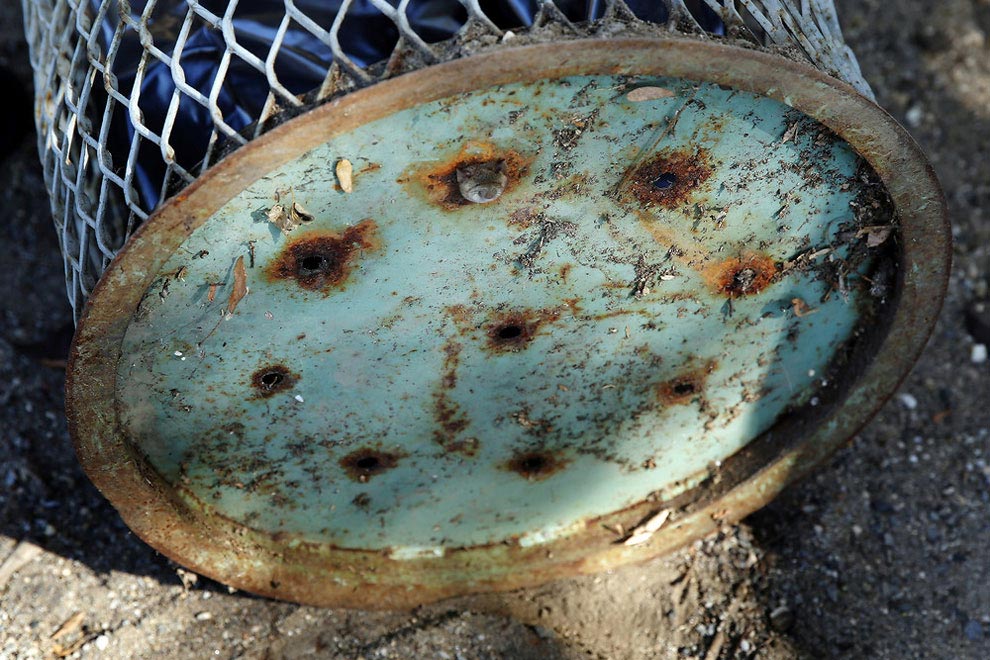 крыса застряла в мусорке, смешная морда крысы