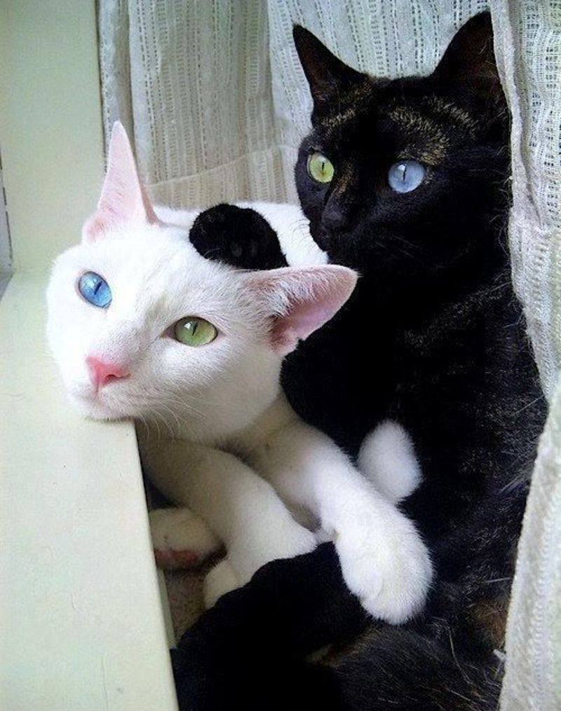 Черный и белый кот