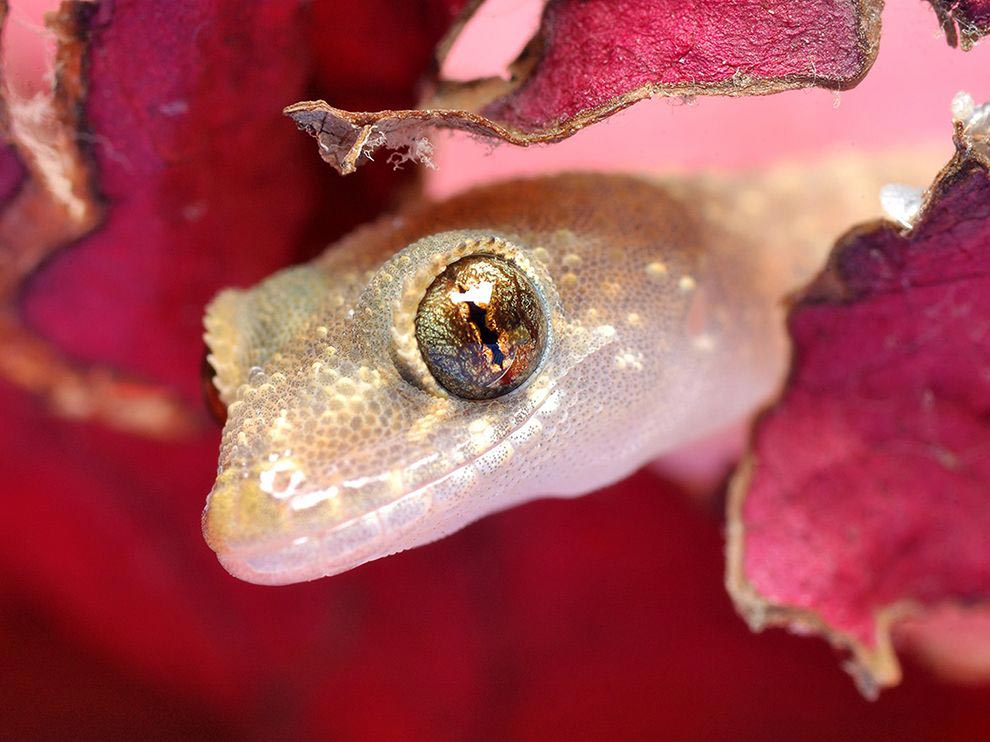 National Geographic за февраль 2016, лучшие фотографии National Geographic за февраль