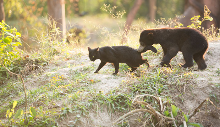 медвежонок дружит с кошкой, Ка Wao bear